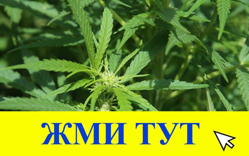 Купить наркотики в Тобольске